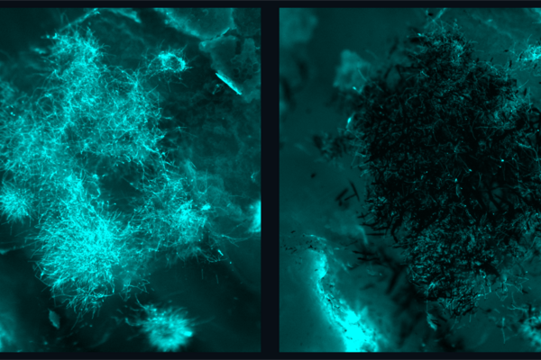 Before and after fluorescence imaging of fungal accumilations being removed by microrobots. 