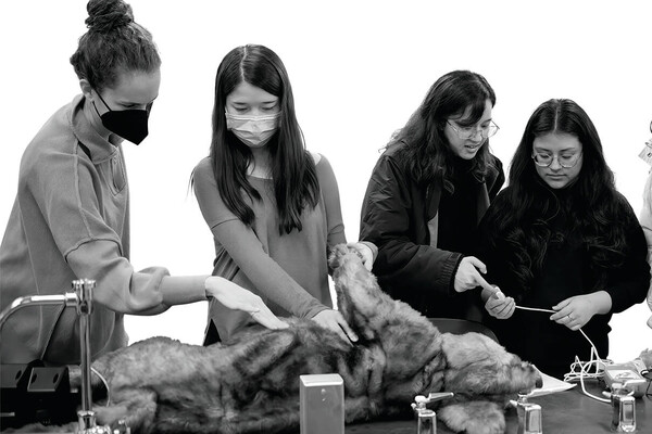 Four Penn Vet students working on a dog in a lab.