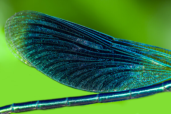 Wing of a dragonfly close up.