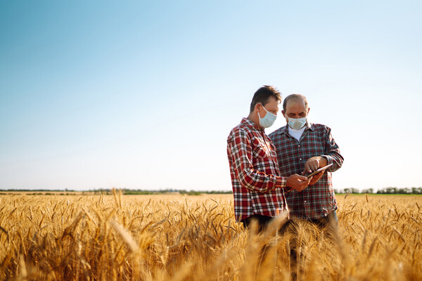 Two people in a wheat field wearing masks looking at a tablet.
