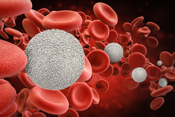 Microscopic rendering of a white blood cell amongst red blood cells.