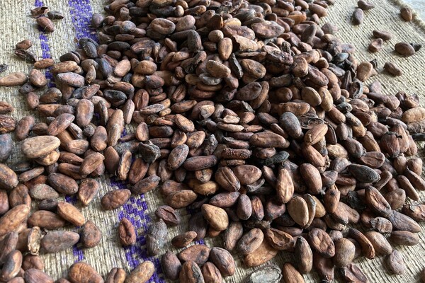 cocoa beans