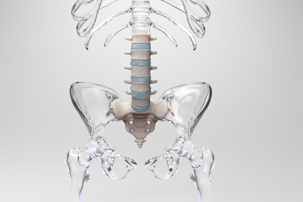 A model of a spine.