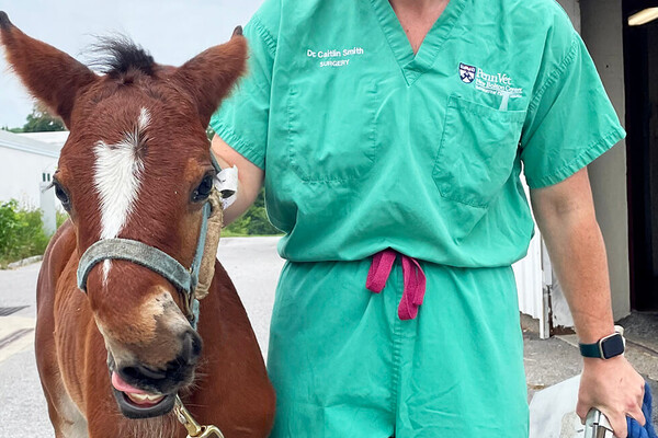 Coco Chanel the filly and a Penn veterinarian.