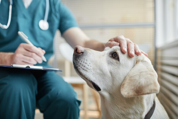 Veterinarian with dog.