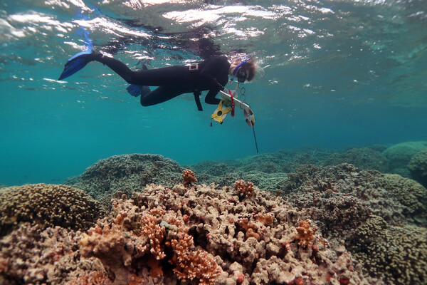 scuba diver researching coral