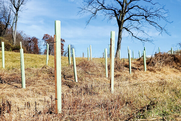 New trees planted in a field.