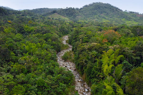 The Colombian rainforest.