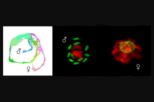 Transcription atlas of Cryptosporidium life cycle.