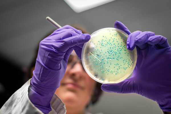 A researcher holding up a petri dish with bacteria in it.