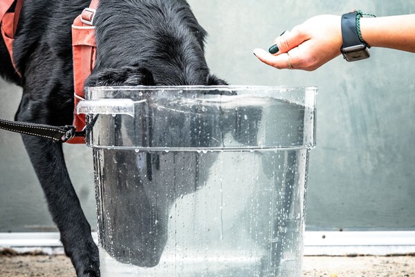 Dog dunks head in water.