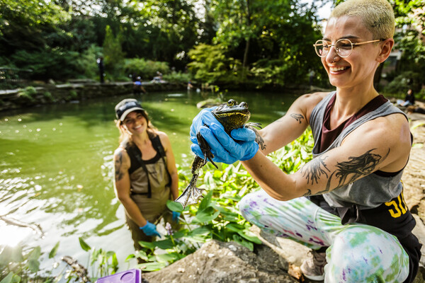 Volunteers in waders at the pond at Penn’s BioPond, one holds a frog.