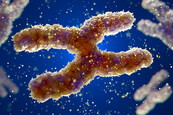 Microscopic view of an X chromosome.