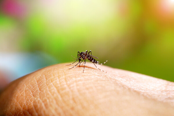 A mosquito on human skin.