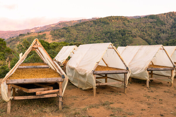 Harvested coffee beans drying in the sun on tables in coffee fields in Costa Rica.