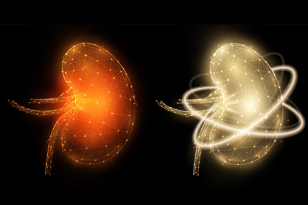 Rendering of kidneys.