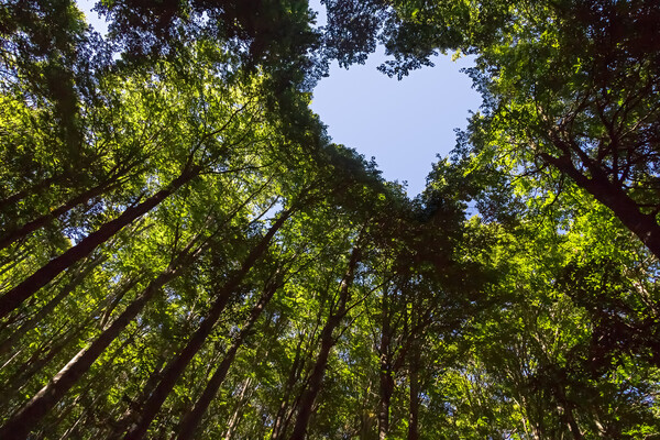 A canopy of trees in sunlight.