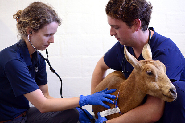 Veterinarians Daniela Luethy and Austin Castellano examine a goat.