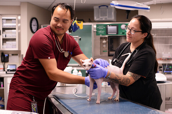 Charles Garneau-So and Catalina Montealegre perform an ultrasound on a cat