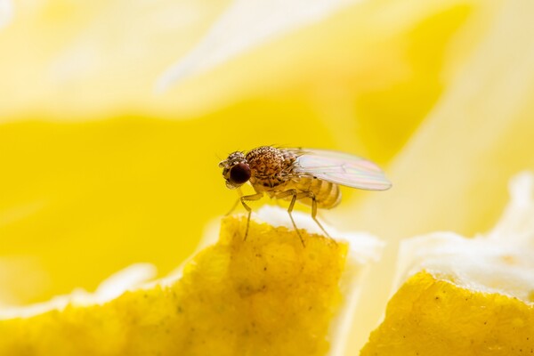 A fruit fly sits on a piece of food