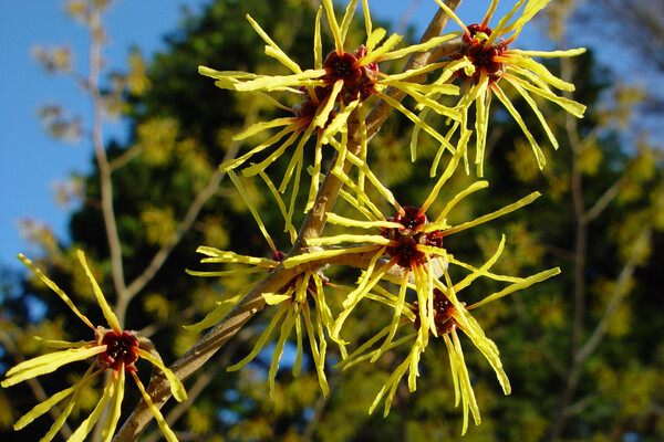 A branch of yellow witchhazel against evergreen foliage and a bright blue sky