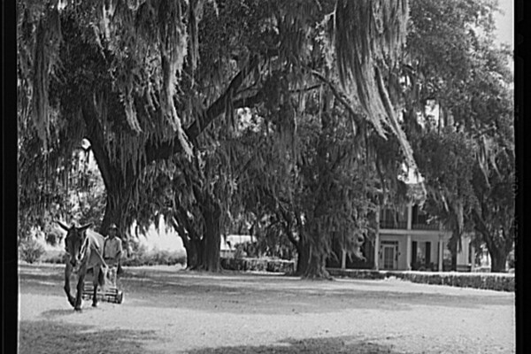 A historic photo of someone cutting the grass of a plantation in the Antebellum South.