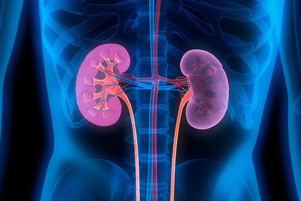 illustration of translucent human lower abdomen with illuminated kidneys.