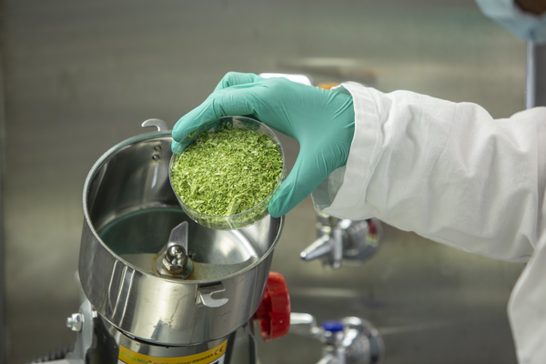 Gloved hand pouring freeze dried "transgenic" lettuce into a grinder.