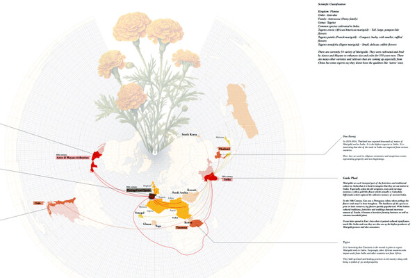 A diagram of areas where marigolds are native plants.