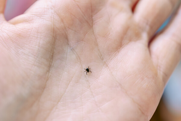 A tiny deer tick in the palm of a hand.