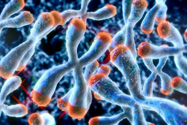Artist rendering of chromosome structure with telomeres highlighted at the ends.