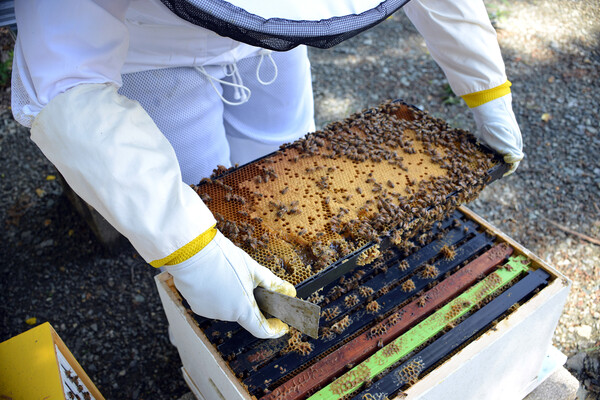 A person in a beekeeper suit holding a panel covered in bees and honeycomb.