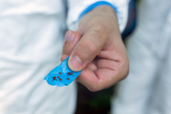 A person in PPE holding blue painters tape covered in several ticks.
