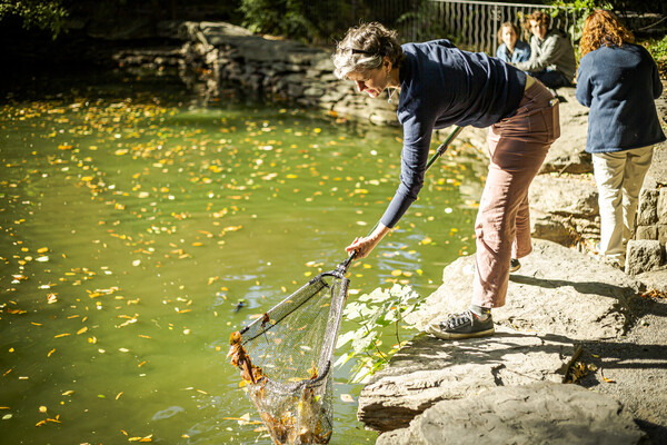 A person scooping leaves out of the BioPond with a net.