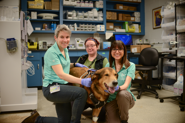 Nicola Mason, Antonia Rotolo, and Mary Beth Boland with Rex, first dog treated on metastatic osteosarcoma trial.