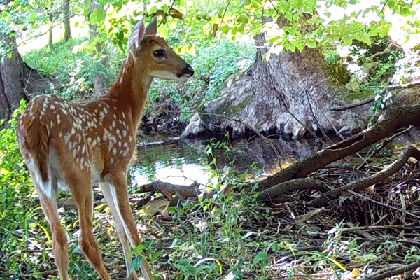 A deer by a river in nature.