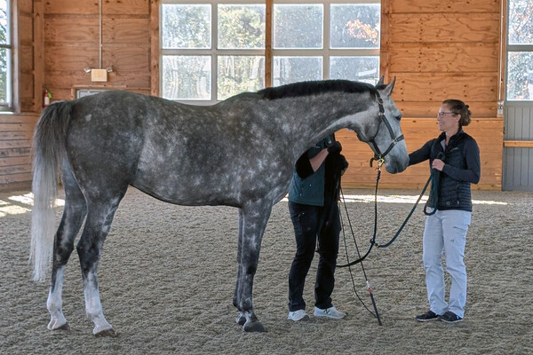 Amy Johnson with client horse Cartier.