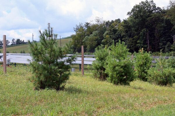 Tree saplings next to the solar panels.