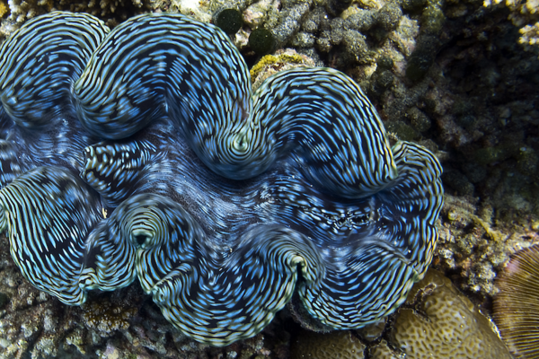 giant clam 1200x600.png