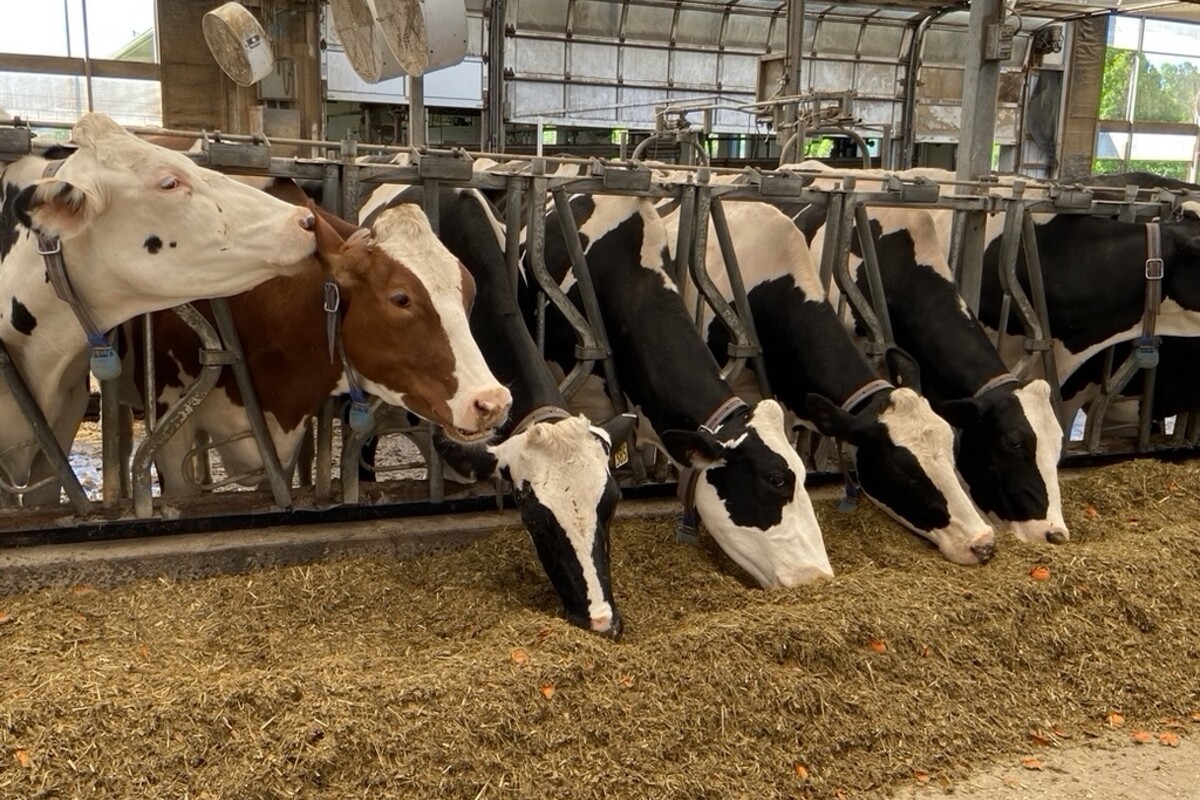 Cows eating inside a working farm.