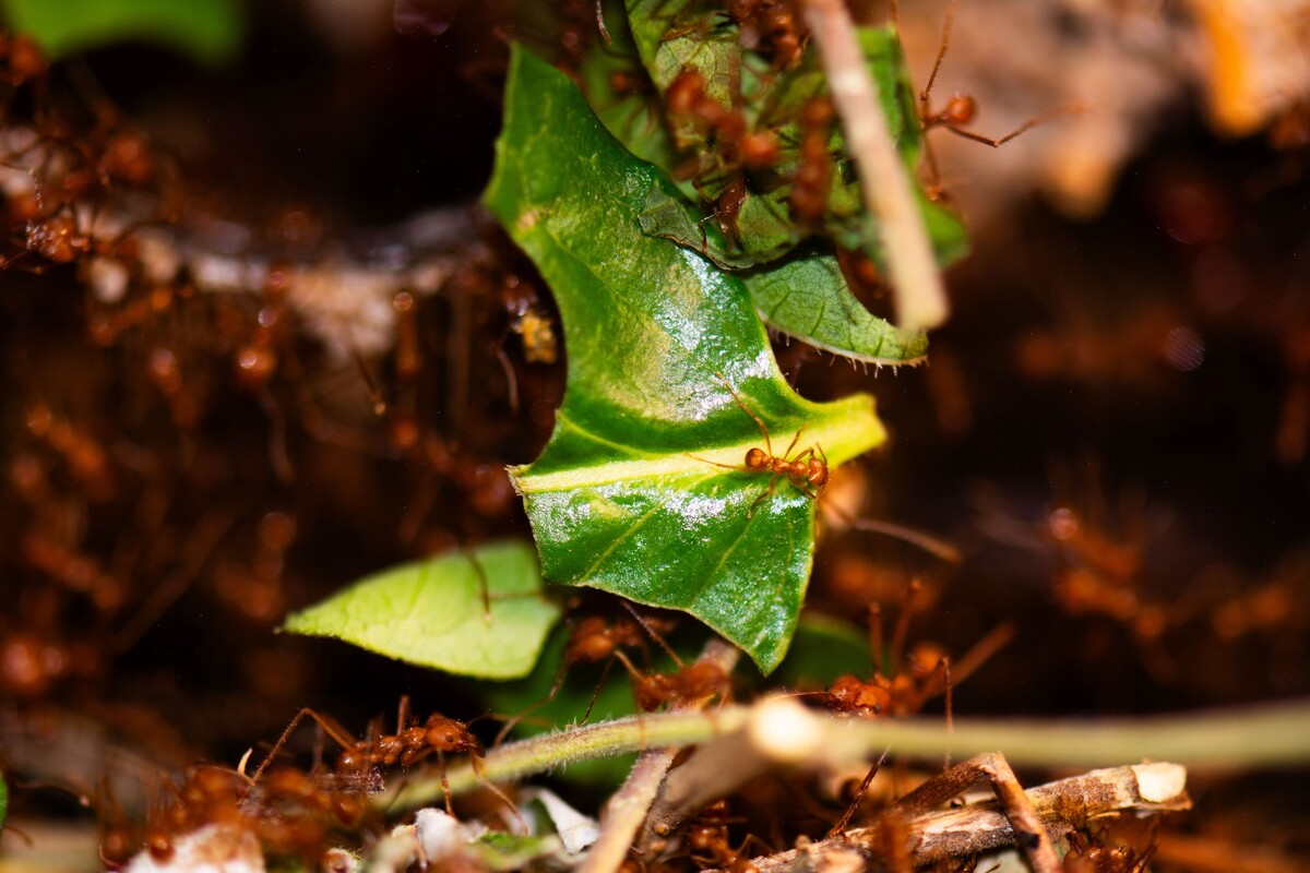 Leafcutter ants moving around a bright green leaf.