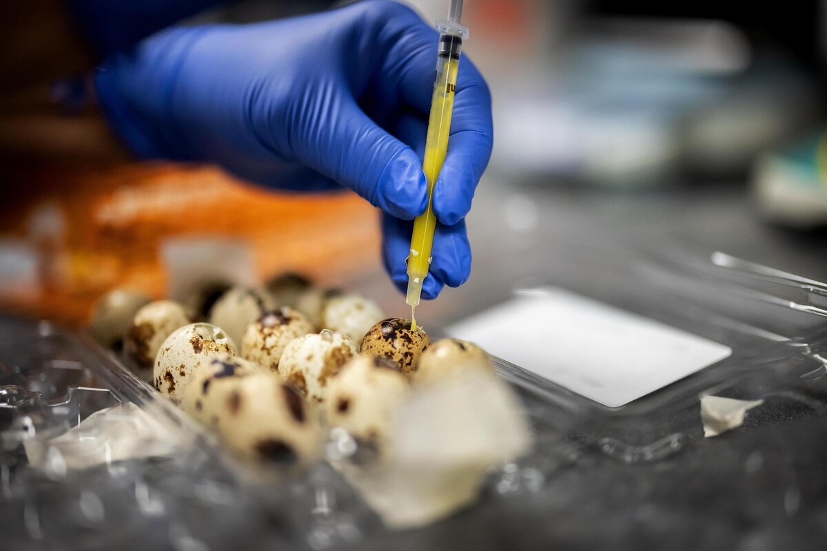 A lab technician injecting small eggs with a substance via syringe.