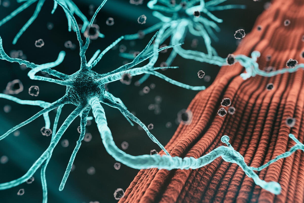 A microscopic rendering of a neuromuscular junction.