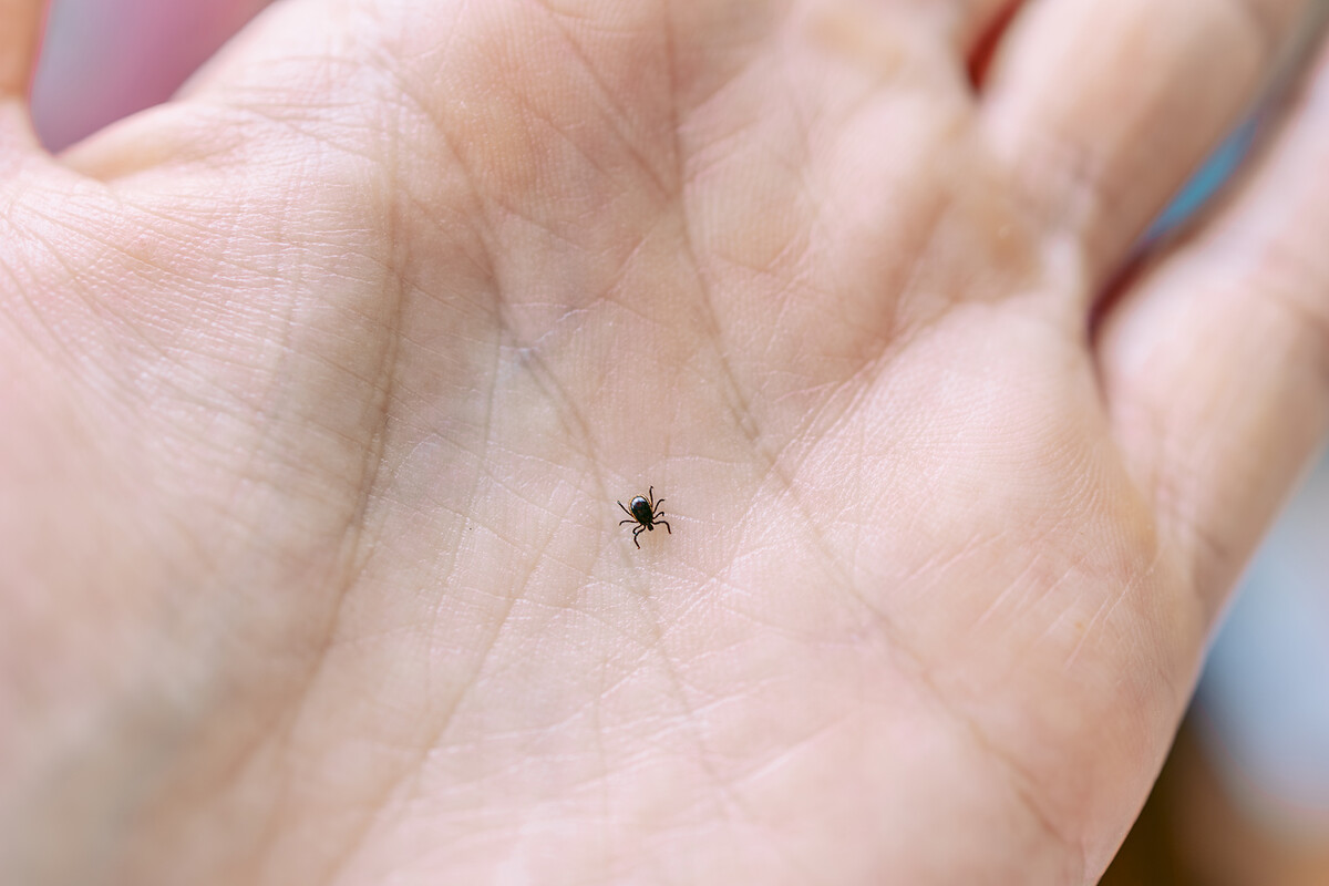 A tiny deer tick in the palm of a hand.