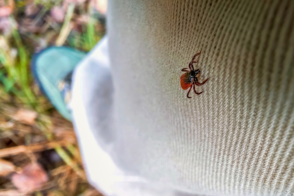 Tick crawling up person's pant leg.