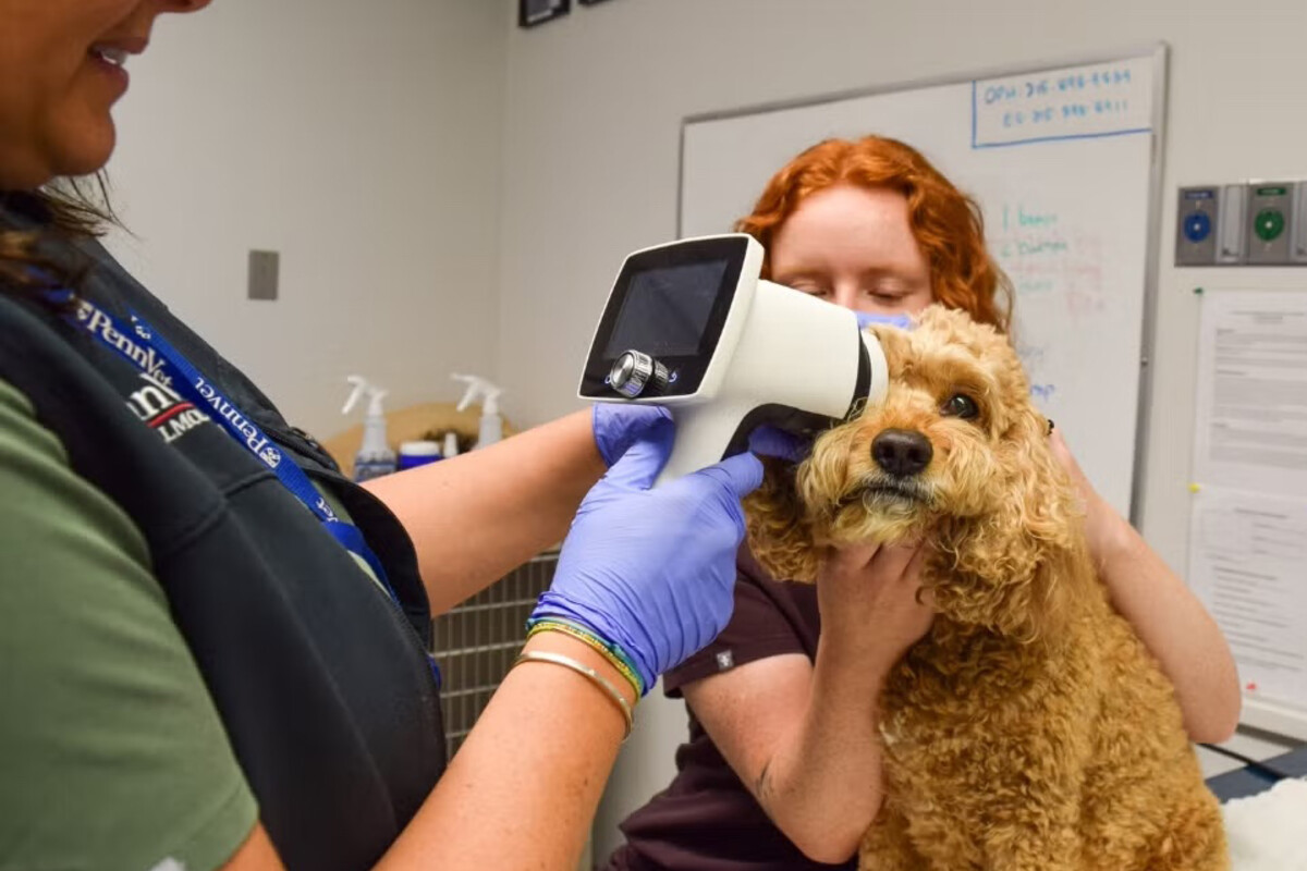 A dog having a retinal scan at Penn Vet.